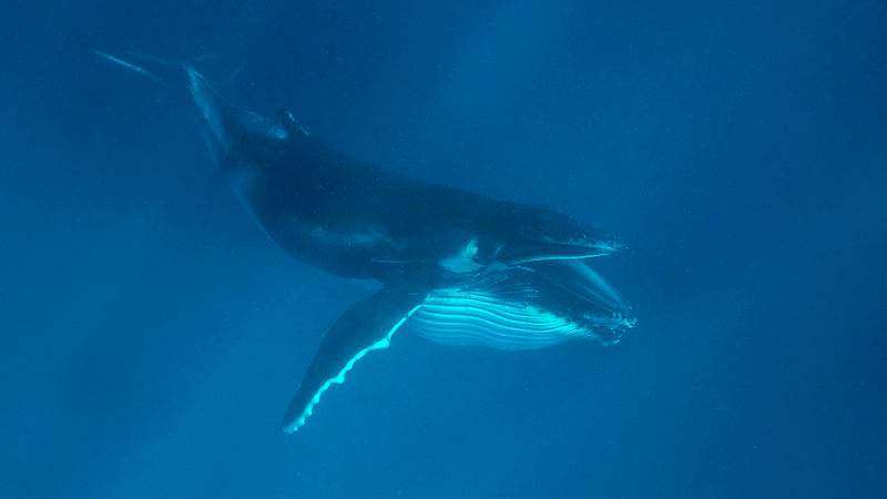 Illustration for article titled Krill-Eating Whale Too Fucking Cowardly To Prey On Something Its Own Size